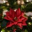 Oživite svoj dom, ured ili izlog cvjetnim simbolom Božića - božićnom zvijezdom od papira. Svaka latica i svaki list ovog cvijeta od papira izrađen je s posebnom pažnjom i vještinom, stvarajući šarmantan dodatak vašem božićnom dekoru. Savršena kao ukras za božićno drvce ili kao središnji element u vazi na blagdanskom stolu, ova božićna zvijezda od papira donosi jedinstvenu toplinu i sofisticiranost u vaš prostor.